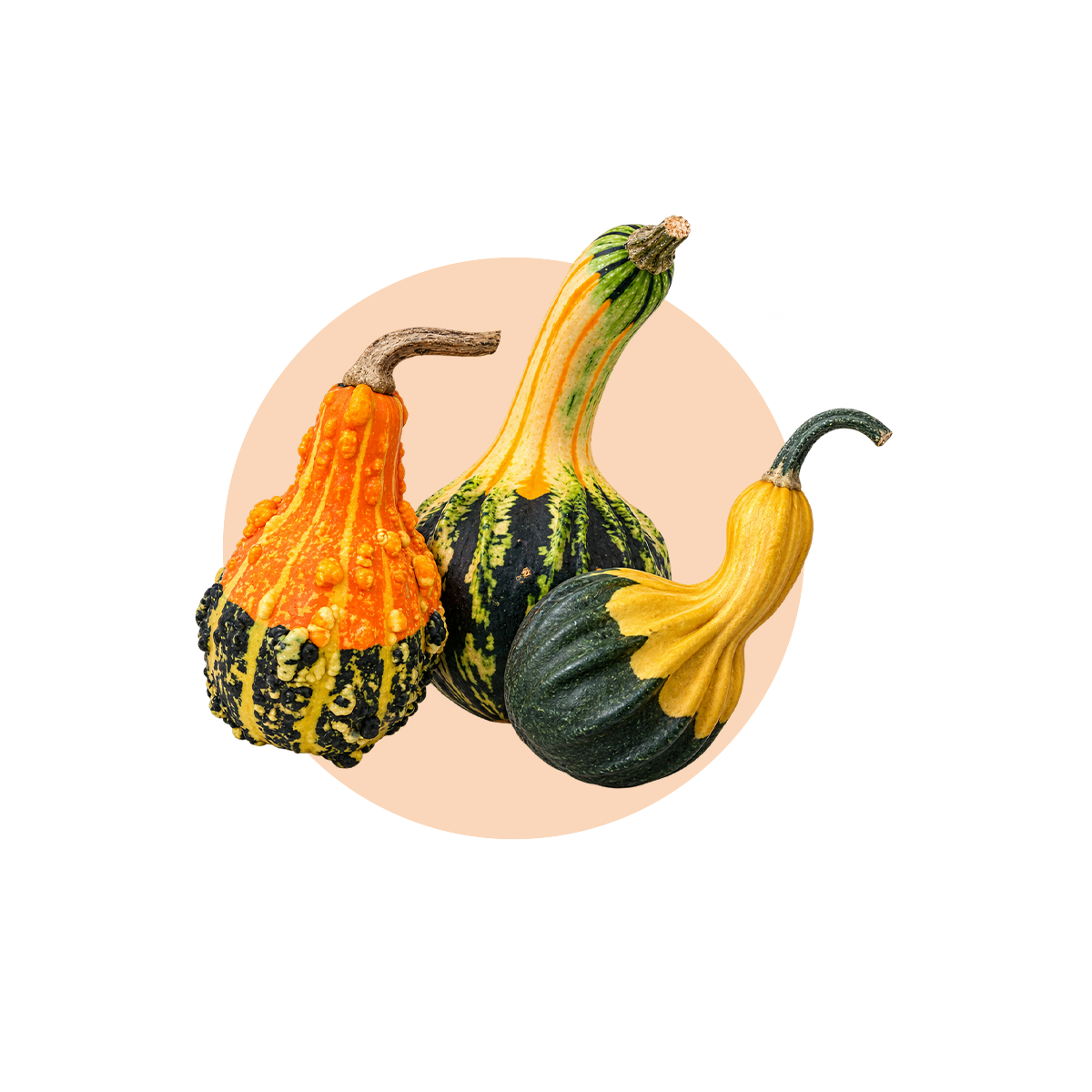ZUCCA-AUTUMN-WINGS